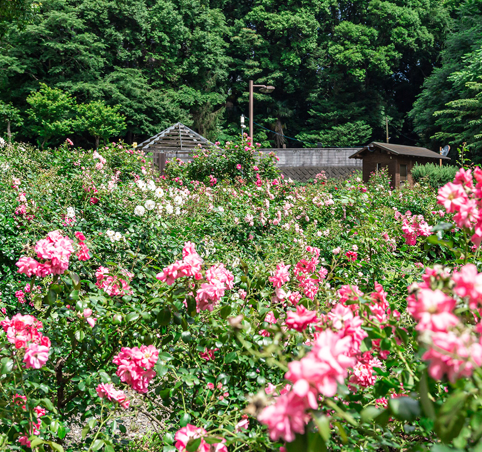 綾瀬のバラ園