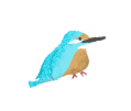 カワセミのイラスト