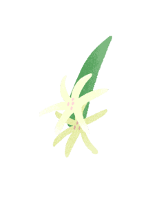 ユリの花のイラスト