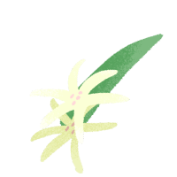 ゆりのイラスト