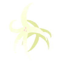 ゆりのイラスト