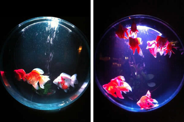 Art Aquarium