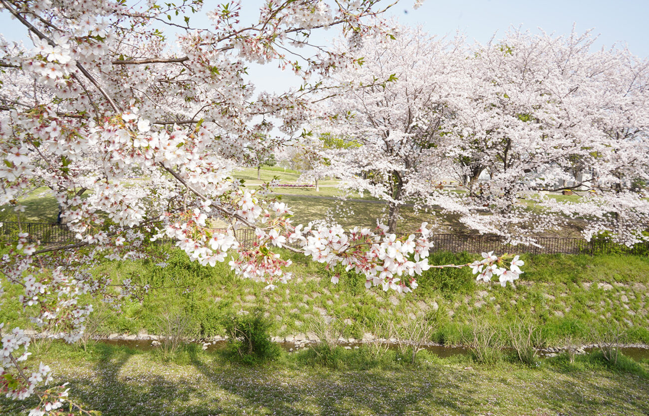 相模三川公園 さくら