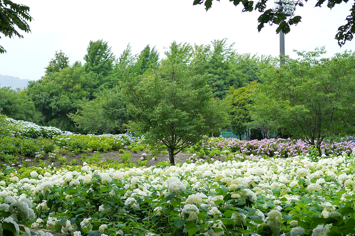 白、ピンク、青の紫陽花が咲く相模原北公園