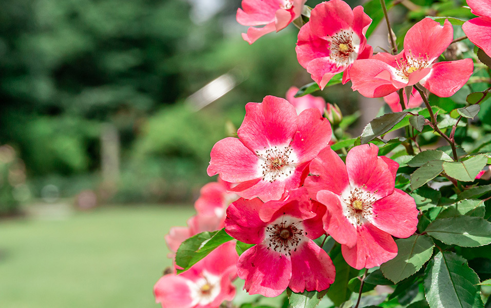 綾瀬光綾公園ローズガーデンのバラ