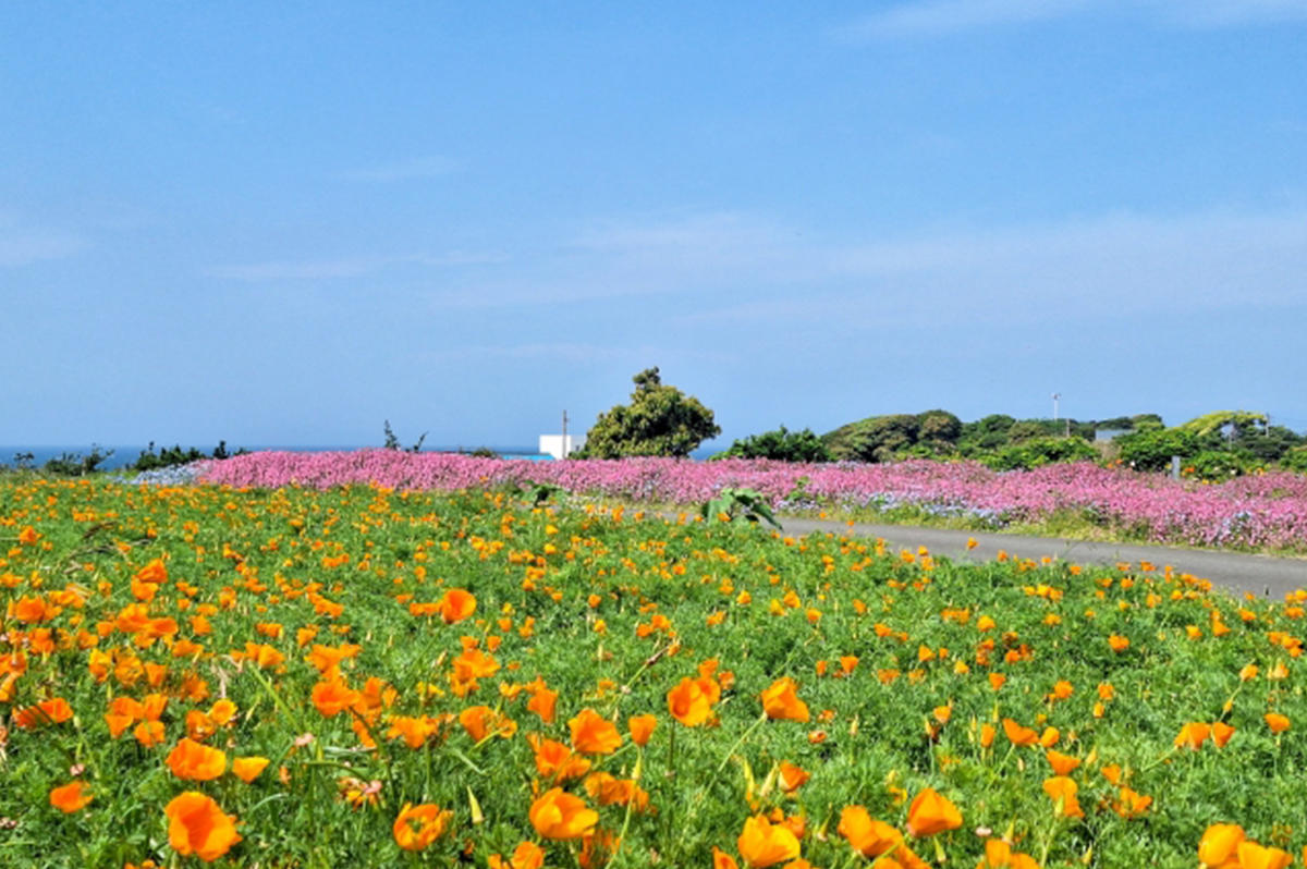 横須賀ソレイユの丘