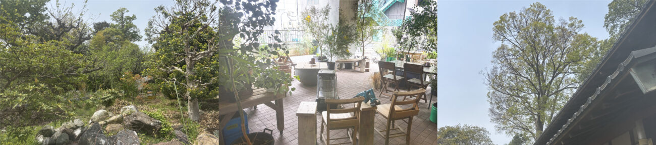 自然豊かなタネニハの風景